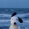 fawn_pb