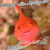 lumpfish_mmk
