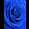 bpt_blue