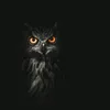 owl