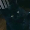 squishyfrcc