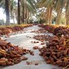 yassercharef6
