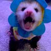 stuffed.bear_