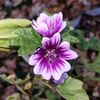 blackearthblooms