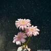 ththu0995