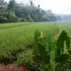 andi_priangga