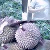 musang_berjangut75