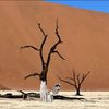 siberianhuskiesofnamibia