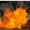 kucing_street88