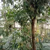 janaimlau8