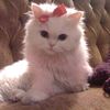 sweet_sweety.1