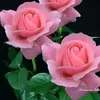 rehan.horamy99