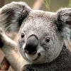 hectorelkoala