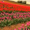 user446081219908