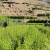 iraqi_139
