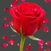 shairy00786