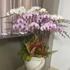 nguynoanh273