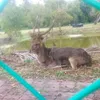 nizamrme