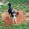 huskymomma82