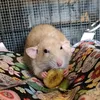 rattiebeanz