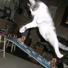 travis_phelps_emae