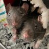 charlieandlittleal