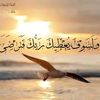 user1181187076199