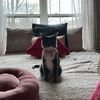 dumbblonde