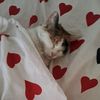 jtvpurr5