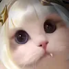tobicoaoi