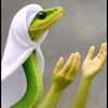 om_hitannn