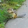 sabitaboruto