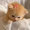 ng_tuongg_vy