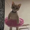 tiktok_roaa1