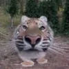 tiger_benz