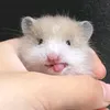 vncndrln