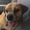 onedogrescue