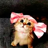 cat_theblack_