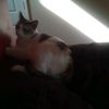 ghostshadowcat75