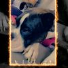 ivy.the_dog