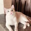sibisff