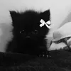 caxzh00