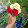sadiya.akther265