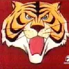 marcotiger5