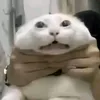 bunbogioheoanhutieu