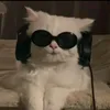 cats_897
