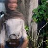 syfanurl_