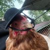 okchickenok