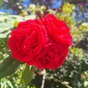 melry_05
