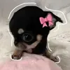 jellycat5678
